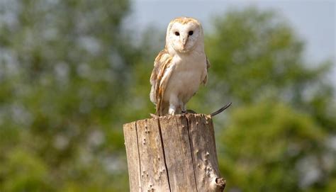 An owl&39;s eyes are forward-facing, providing binocular vision just like humans, and yet their eyes are tubular-shaped, specialized to focus on prey from far distances. . Are owls friendly to humans